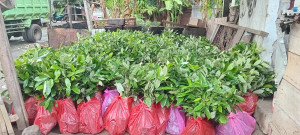PEMBAGIAN BANTUAN ANAKAN BIBIT PALA
