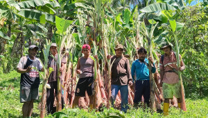 Pisang Raja